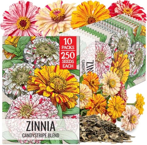 Seed Needs Candystripe Zinnia Seeds to Plant Cut Flowers - 10 Packs by SeedNeeds