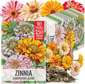 Seed Needs Candystripe Zinnia Seeds to Plant Cut Flowers - 10 Packs by SeedNeeds