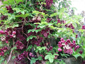 Chocolate Vine Perennial - Edible - Akebia quinata - 2.5" Pot by Hirt%27s+Gardens