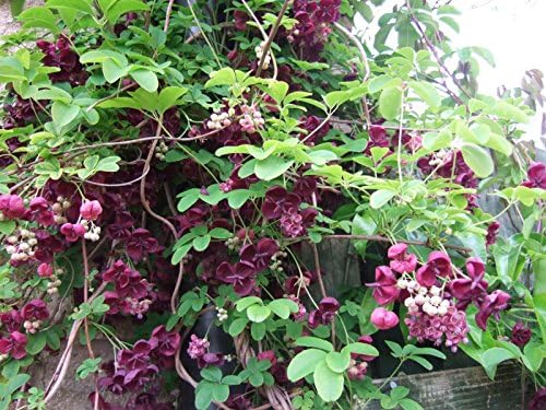 Chocolate Vine Perennial - Edible - Akebia quinata - 2.5" Pot by Hirt%27s+Gardens