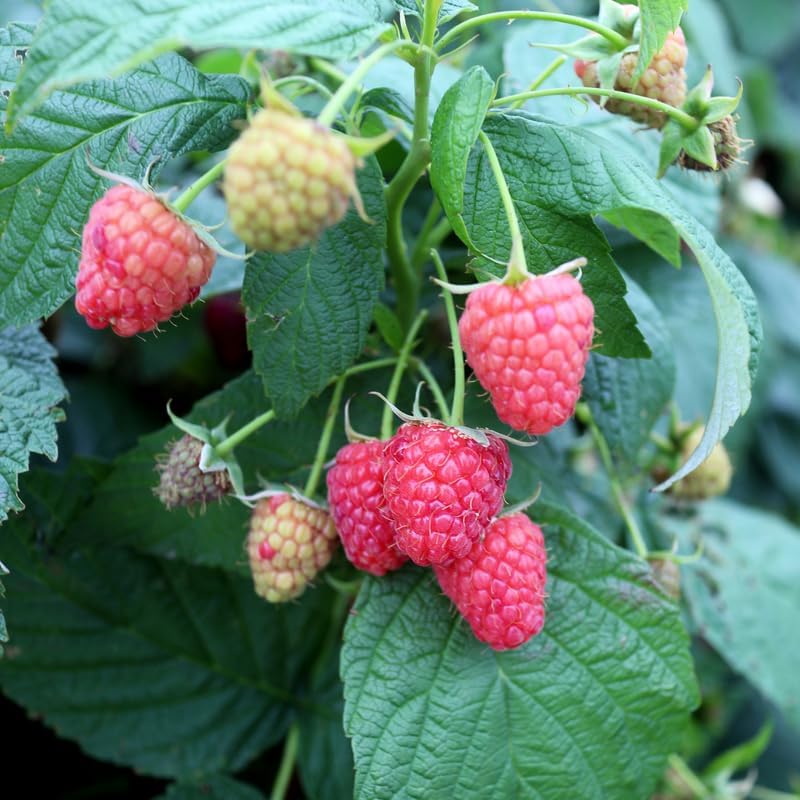 2 Red Raspberry Live Plants, 5-9 Inch Tall Berry Bushes - Image 4