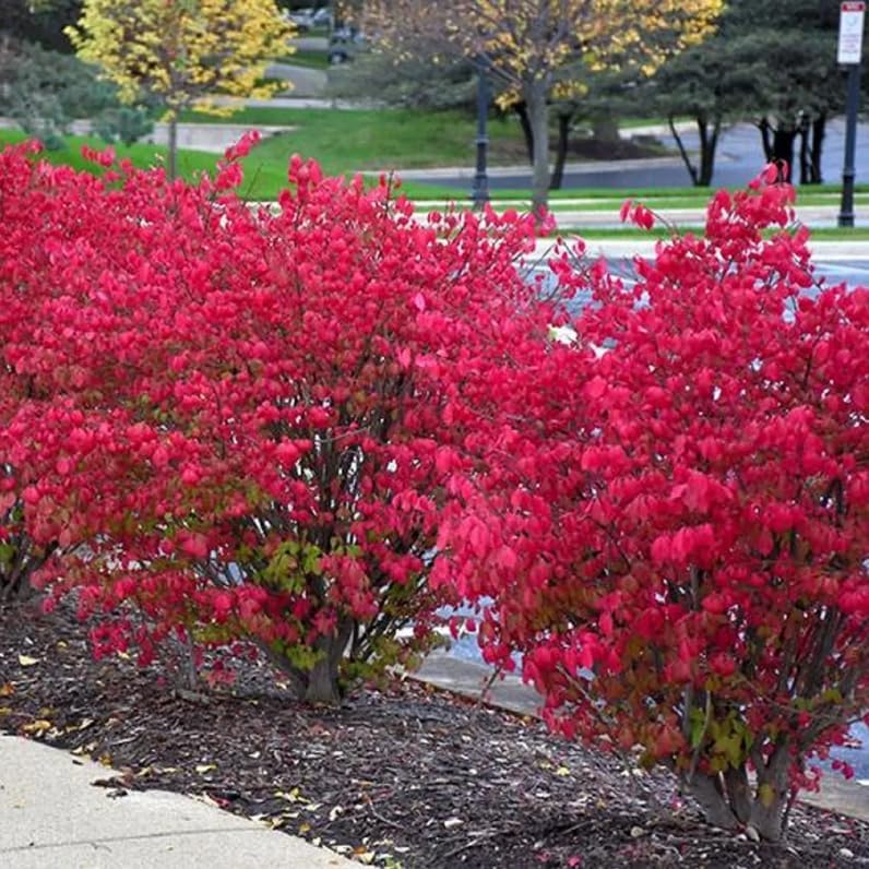 Dwarf Burning Bush - 6-12 Inch Tall Live Plant - 2.5" Pot by Unknown