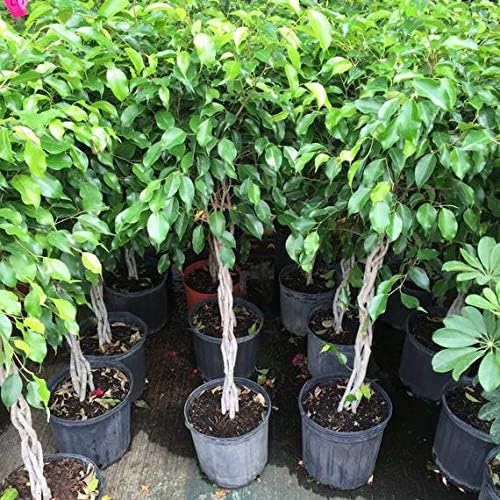 Ficus Benjamina Weeping Fig Braided Tree - Live Plant in a 10 Inch Pot - Ficus Benjamina - Beautiful Ornamental Interior Tree - Image 5