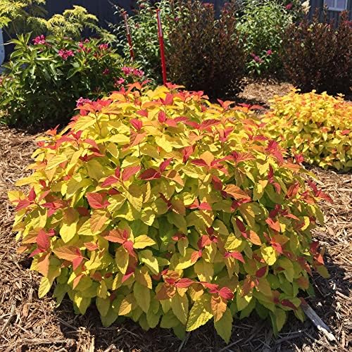 Proven Winners Double Play Candy Corn Spirea, Live Shrub, 3 Gallon - Image 2