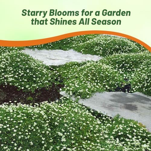 Outsidepride Irish Moss Ground Cover Seeds - 5000 Pcs Perennial Low Growing, Mat-Forming Lawn Alternative, Outdoor Ground Cover Seeds with Shade Tolerance, Ideal for Pathways and Rock Gardens - Image 5