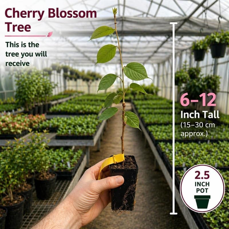 Kwanzan Cherry Tree Live Plant - Image 2