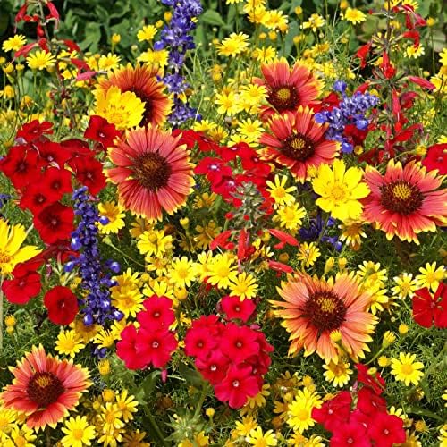 Outsidepride Texas & Oklahoma Wildflower Seed Mix - 1/4 lb Drought-Tolerant, Blend of Annual & Perennial Flower Seeds for Vibrant, Pollinator-Friendly Gardens, Thrives in Full Sun & Well-Drained Soil - Image 2