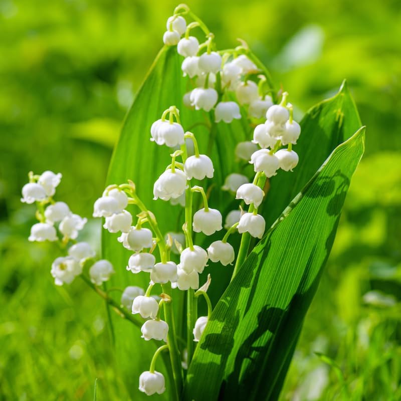 10 Lily of The Valley Roots, Shade Garden Flower Bulbs - Image 2