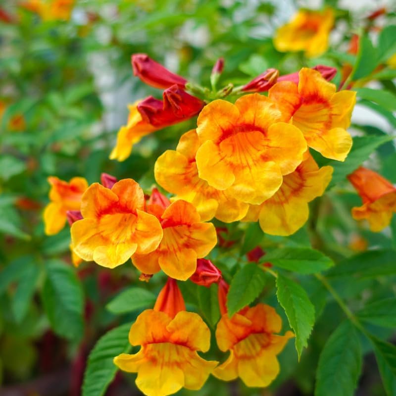 Tecoma Stans Orange Live Plants | Pack of 2 (Two) | 5-9 Inch Orange Jubilee/Esperanza | Heat Tolerant Trumpet Bush | Fast Growing Hummingbird Magnet for Patio Pots & Landscapes by Unknown
