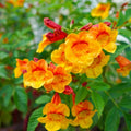 Tecoma Stans Orange Live Plants | Pack of 2 (Two) | 5-9 Inch Orange Jubilee/Esperanza | Heat Tolerant Trumpet Bush | Fast Growing Hummingbird Magnet for Patio Pots & Landscapes by Unknown