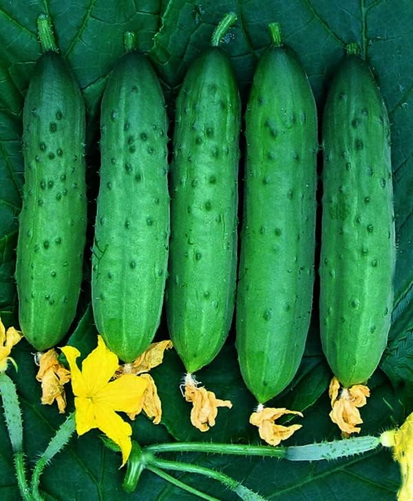 Self-Pollinating Cucumber Zozulya F1 Seeds – Hybrid for Planting - Image 5