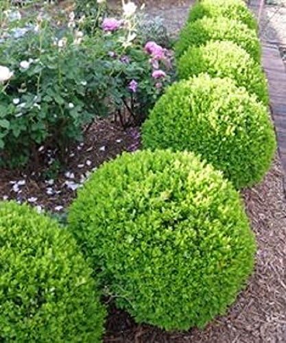 True Dwarf English Boxwood (Buxus) - Starter Plant (7m) (1 Live Plant) - Image 5
