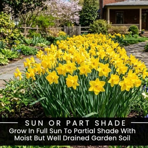 Yellow Dutch Master Daffodil Bulbs for Planting - Fresh Blooming Flowers, Easy to Grow Perennials (10 Bulbs) - Image 5