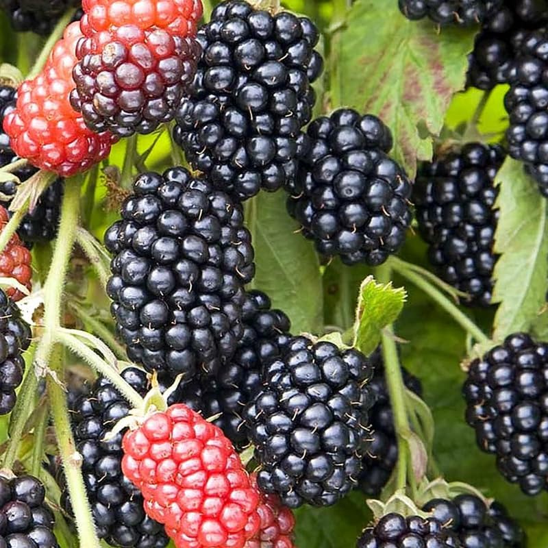 2 Random BlackBerry Plants Live for Planting, High Yielding, Sweet Juicy Berries for Your Garden, 4-6" in Tall, Cold Hardy, Dormant in Winter, No Pot - Image 4