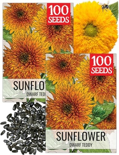 Seed Needs Dwarf Teddy Sunflower Seeds to Plant Cut Flowers - 2 Packs by SeedNeeds