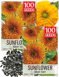 Seed Needs Dwarf Teddy Sunflower Seeds to Plant Cut Flowers - 2 Packs by SeedNeeds