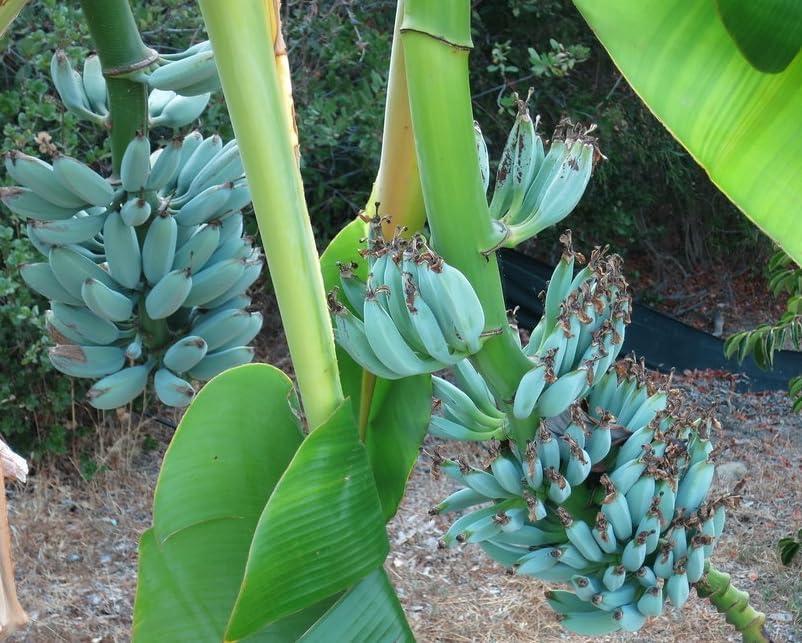 Blue Java Banana Plant Live 8 to 10 Inch Tall, Ice Cream Banana Plant Starter, Tropical Fruit Tree for Outdoor Garden, No in CA - Image 5