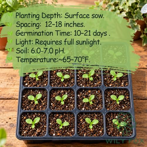 African Chrysanthemum Seeds for Planting, Osteospermum ecklonis, Heirloom Non-GMO African Daisy Cape Marguerite Flower Seeds, High Germination White Daisy-Like Perennial Garden Plant, 100 Count - Image 5