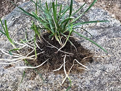 Barenbrug Turf Saver RTF Grass Seed w/Yellow Jacket Coating- Less Water Self-Repairing Tall Fescue Turf for Use on Sports Field, Golf Courses, Parks, Lawns, and Yard (50 LB Bag) - Image 6