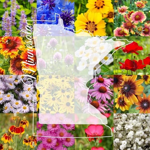 Minnesota Bulk Perennial and Annual Non-GMO Wildflower Seed Mix 1/2lb Covers 1,000sq-ft - Attract Pollinators, Multi-Color Blooms - Midwest US Species Plant in Spring/Fall (1/2 Pound) by PaperStreetPerennials