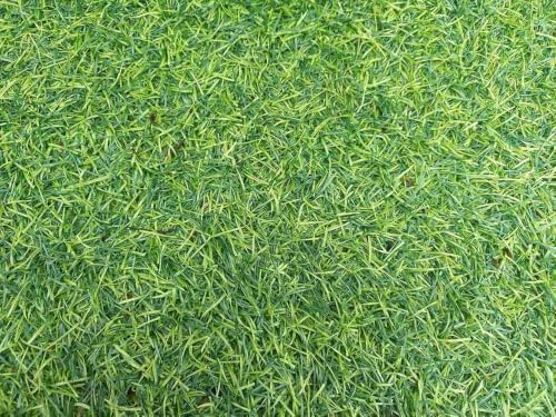 Creeping BentGrass Seeds, 1 Pound Pack of Pure Seeds by Seeds2Go - Image 4