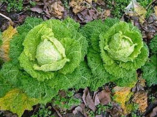 Cabbage Seed, Charleston Wakefield, Heirloom, Non GMO, 100+ Seeds, Tasty Healthy Veggie - Image 2