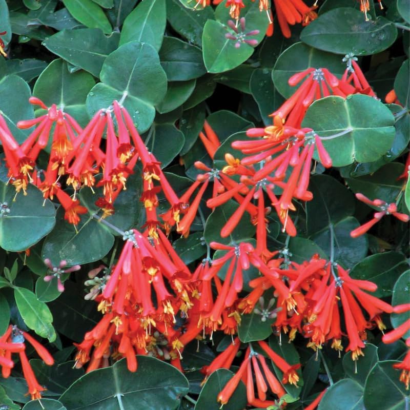 Honeysuckle Bush Live Plant, 5-10 Inch Tall - Image 5