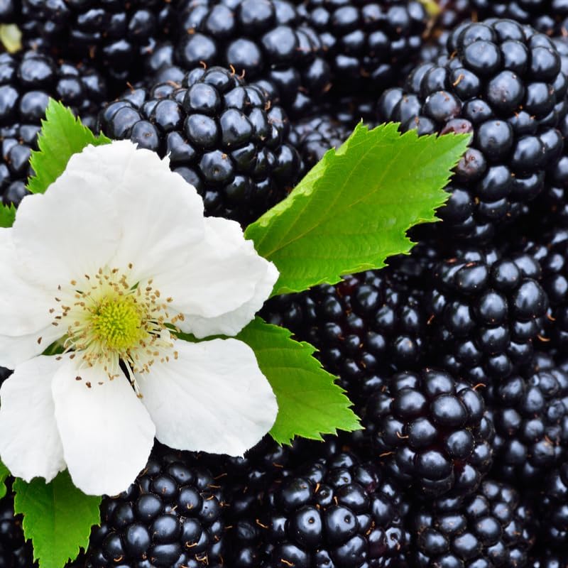 2 Fast Growing BlackBerry Plants Live for Planting, High Yielding, Sweet Juicy Berries for Your Garden, 4-6" in Tall, Cold Hardy, Dormant in Winter, No Pot - Image 4