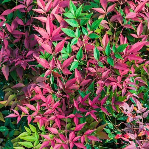Southern Living 2 Gal. Obsession Nandina Shrub - Image 2