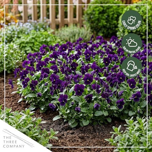 Pansy - Purple (4 Pack), Live Winter Flowering Annual, Beautiful Winter Color, 6" Tall by 4" Wide in 1 Pt Pot - Image 7