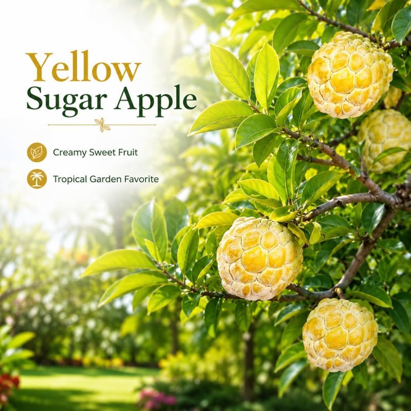 Yellow Sugar Apple Fruit Tree, 2-3 Ft Tall, 3 Gallon Pot, Hardy Tropical Fruit Plant for Landscape, Backyard Orchard and Outdoor Garden (No Ship to CA, HI, AK) - Image 3