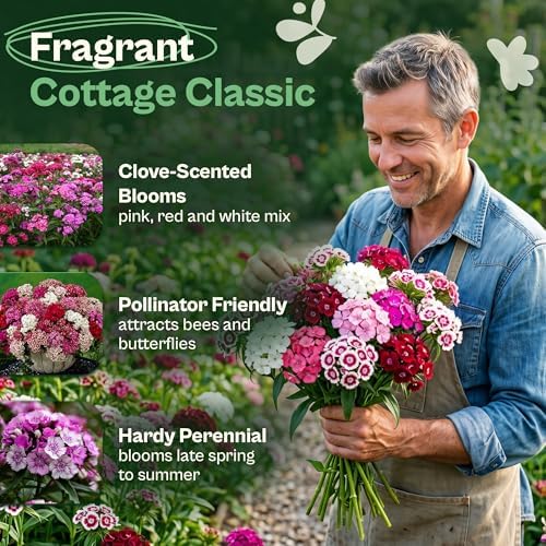 SVI 2500 Mix Sweet William Seeds (Dianthus barbatus) – Fragrant Sweet William Seed Packets Bulk – Heirloom Seed Mix, Non-GMO Perennial Flower Seeds Outdoor Flower Garden Beds & Indoor Garden - Image 3