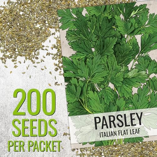 Seed Needs Italian Flat Leaf Parsley Seeds to Plant an Herb Garden - 1 Pack - Image 3