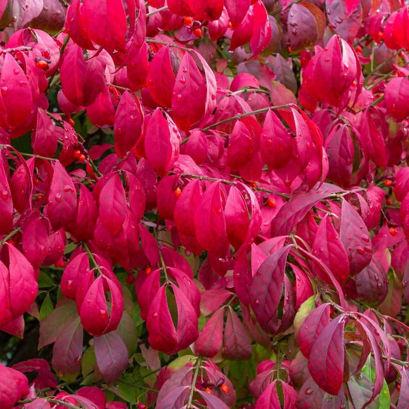 Dwarf Red Burning Bush Live Plant, Fall Color Shrub, 4 Inch Pot - Image 5