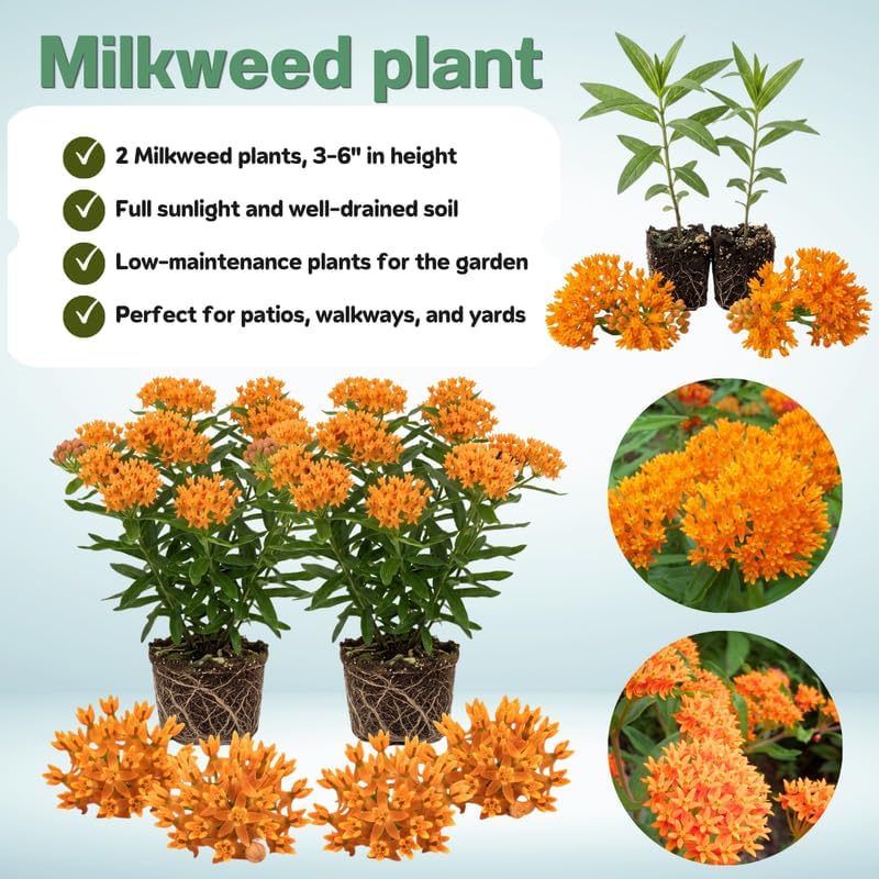 2 Orange Milkweed Live Plants, 3-6 Inch Tall - Image 3
