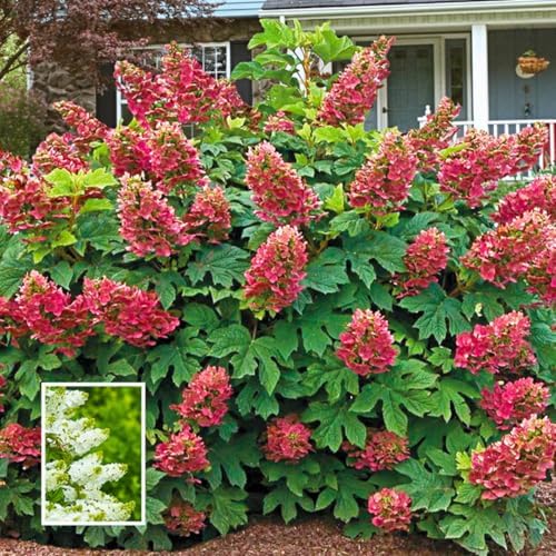 Ruby Hydrangea Live Plant, Hydrangea Tree Shrub in Pot, 6-12 Inc Tall - Image 6