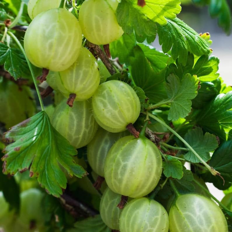 Live Pixwell Gooseberry Plant, Cold Hardy Gooseberry Shrub, Blush Pink Gooseberries Bush Stater Tree, 6-12" Tall - Image 2