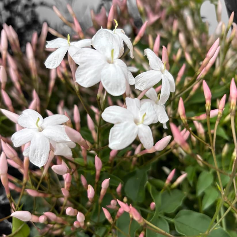 Pink Jasmine Plant Live Winter Jasmine Climbing Jasmines Indoor Shrub Fragrant Flowers 6-12" Tall 4" Pot - Image 7