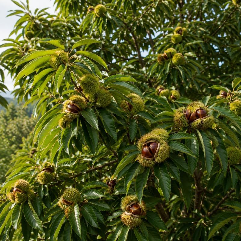 2 Chestnut Tree Live Plant, 4" Pot, 6-12" Tall, Cold-Hardy Potted Plant, Low Maintenance Nut-Bearing Shade Tree for Home Garden - Image 5