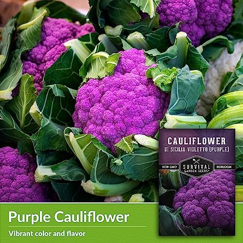 Purple Cauliflower Seeds for Planting, Violetto di Sicilia - 5 Packs - Image 3