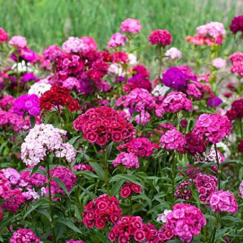 Outsidepride Sweet William Dianthus Seeds - 1 Lb. Perennial, Winter Hardy Wildflower Seeds w/Fragrant & Vibrant Blooms, Ideal for Pollinator Gardens, Cut Flowers & Colorful Landscaping - Image 2