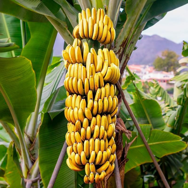 Banana Tree Gran Nain. Set of 4 Starter Live Plants (Gran Nain) - Image 2