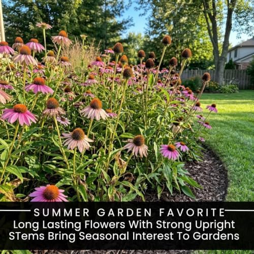 5 Purple Coneflower Live Plant Plugs – Echinacea Summer Flowering Perennial - Image 4
