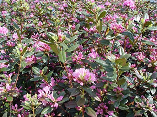 Rhododendron 'Olga Mezitt' (Rhododendron) Evergreen, deep pink flowers, #2 - Size Container - Image 3