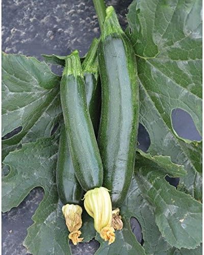 Fascienne F1 Hybrid Summer Squash Seeds - Disease Resistance and spineless Plant(50 - Seeds) - Image 2