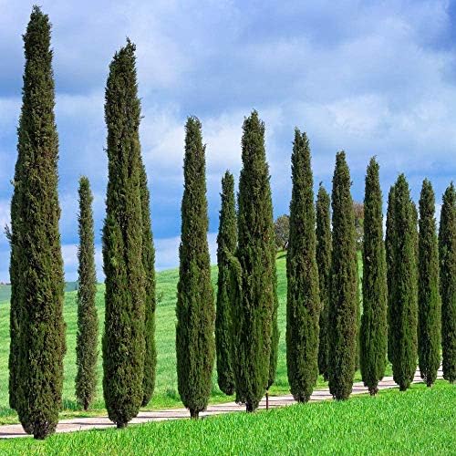 Brighter Blooms - Italian Cypress Tree, 4-5 ft. - Image 5