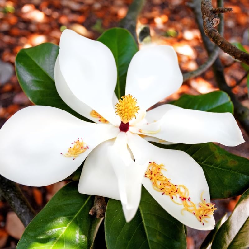 2 Sweetbay Magnolia Trees Live Plants, Fragrant Bloom Tree by AKTRD