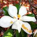 2 Sweetbay Magnolia Trees Live Plants, Fragrant Bloom Tree by AKTRD