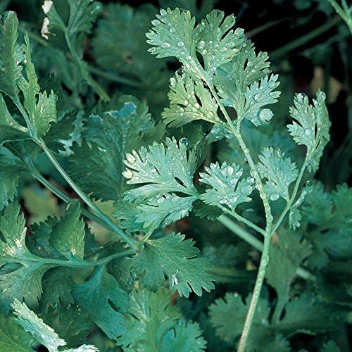 1,000 Cilantro Slow Bolt Seeds for Planting 14 Grams of Seeds Bulk Microgreens Organic Non GMO USA Harvested - Image 2