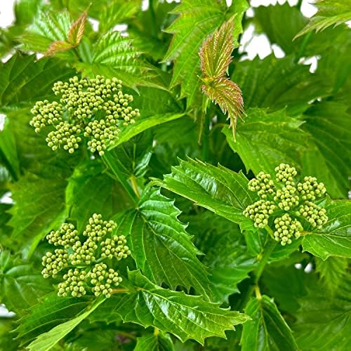 Proven Winners Blue Muffin Viburnum, Live Flowering Shrub, 3 Gallon - Image 3